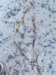 Laminaria sinclairii