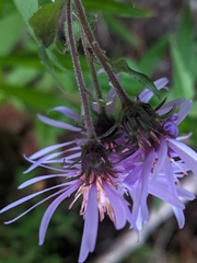 Canadanthus modestus