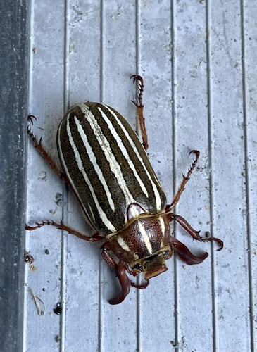 Long-haired June Beetle
