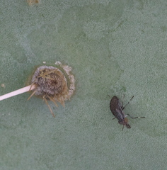 Stictomyia longicornis