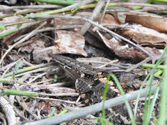 Caprimulgus poliocephalus