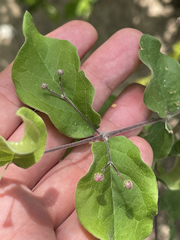 Malpighia diversifolia