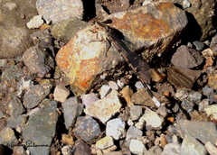 Argia extranea