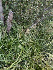Glyceria elata