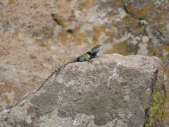 Sceloporus torquatus