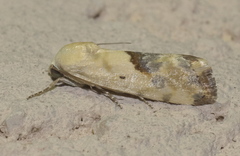 Ponometia libedis