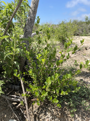 Phyllanthus peninsularis