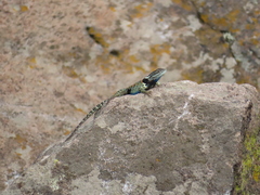 Sceloporus torquatus
