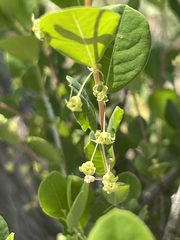Phyllanthus peninsularis