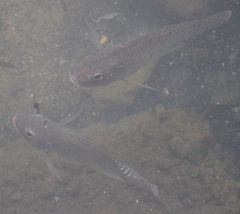 Oreochromis