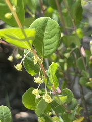 Phyllanthus peninsularis