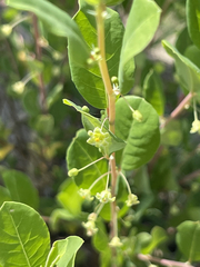 Phyllanthus peninsularis