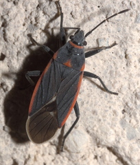 Melacoryphus lateralis