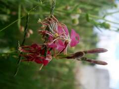 Lopezia racemosa
