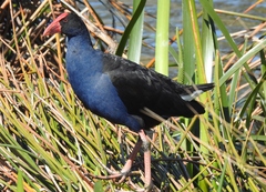 Porphyrio melanotus