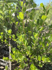 Phyllanthus peninsularis