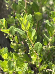 Phyllanthus peninsularis