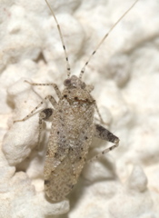 Phytocoris
