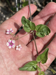 Commicarpus brandegeei