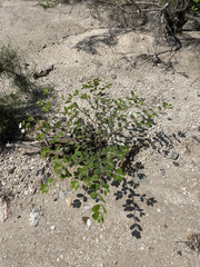 Euphorbia tomentulosa