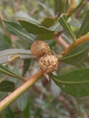 Asphondylia dodonaeae