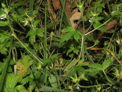 Geranium sibiricum