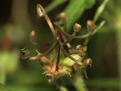 Geranium sibiricum