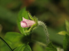 Geranium sibiricum