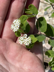 Euphorbia tomentulosa