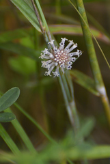 Melanthera parvifolia