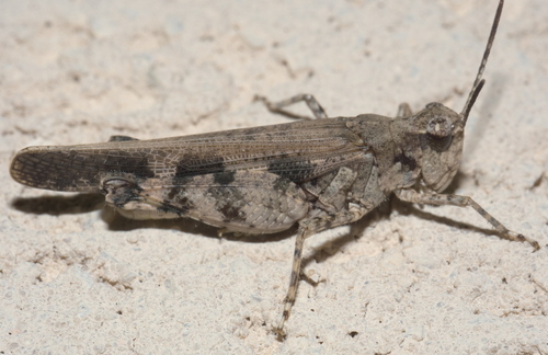 Southwestern Dusky Grasshopper photo 4