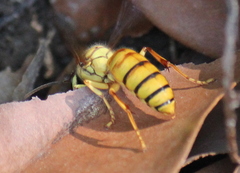 Vespa bicolor