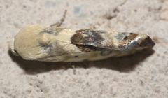 Ponometia libedis