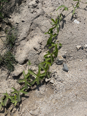 Passiflora pentaschista