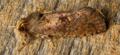 Acrolophus mora