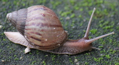 Lissachatina immaculata