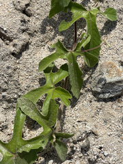 Passiflora pentaschista