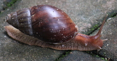 Lissachatina immaculata
