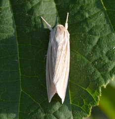Acronicta insularis