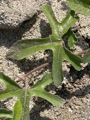 Passiflora pentaschista