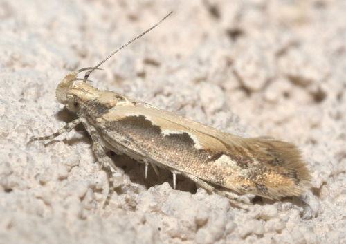 Moth photo 4