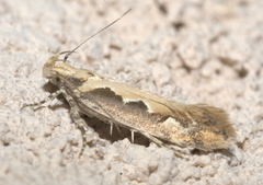 Ornativalva erubescens