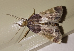 Pyralis farinalis