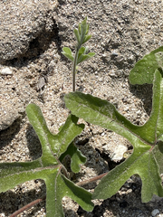 Passiflora pentaschista