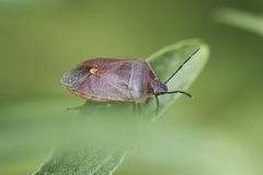 Chlorochroa ligata