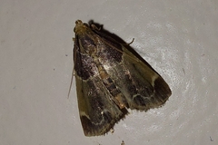 Pyralis farinalis