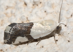 Ponometia cuta