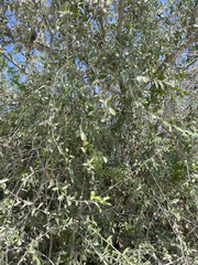 Quercus brandegeei