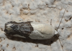 Ponometia cuta