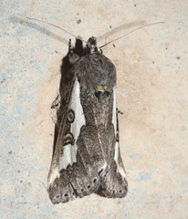 Euscirrhopterus gloveri